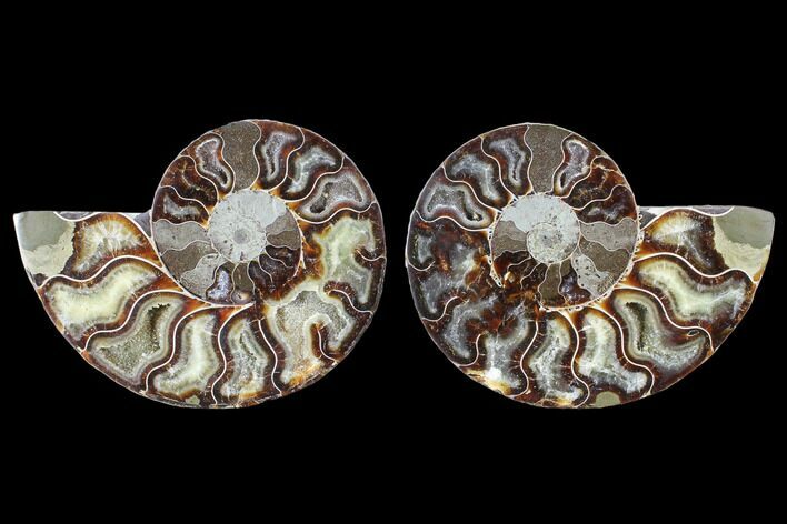 Cut & Polished Ammonite Fossil - Agatized #103076